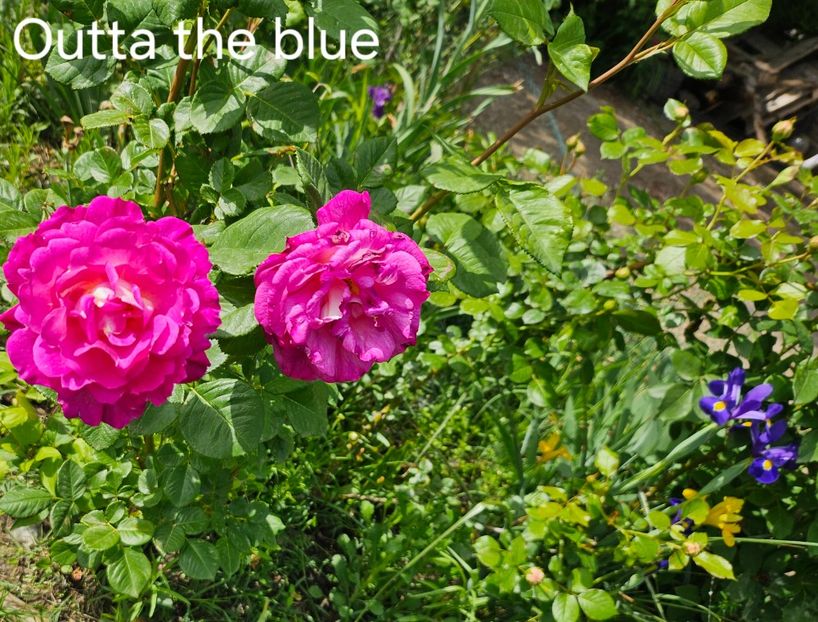  - Trandafiri 2023 3 2024