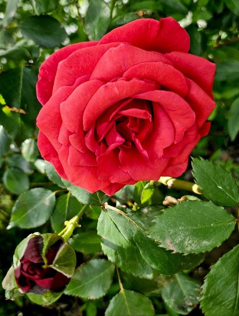  - Trandafiri 2023 3 2024