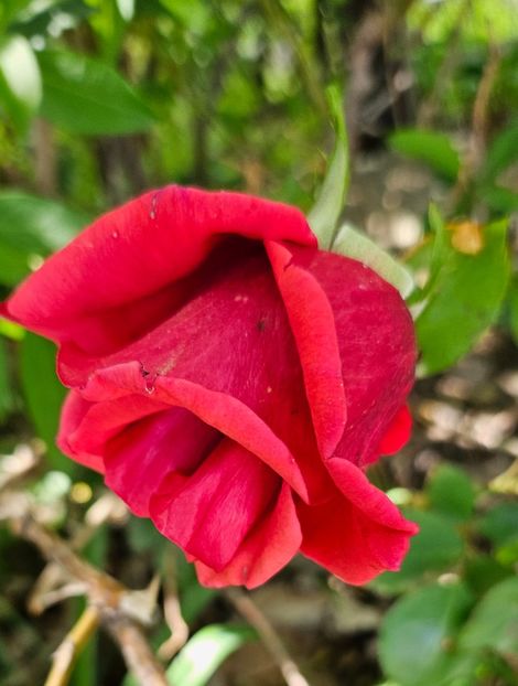  - Trandafiri 2023 3 2024