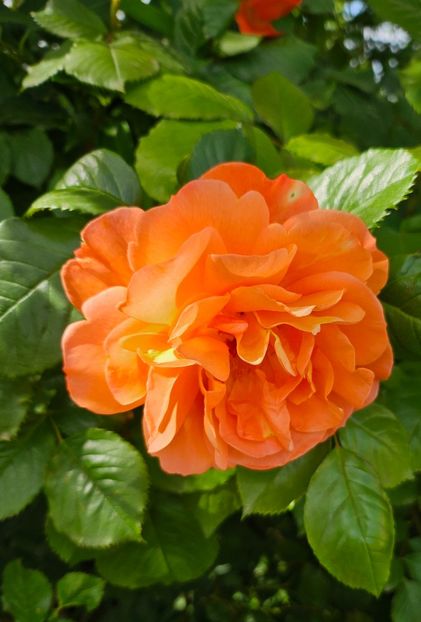  - Trandafiri 2023 3 2024