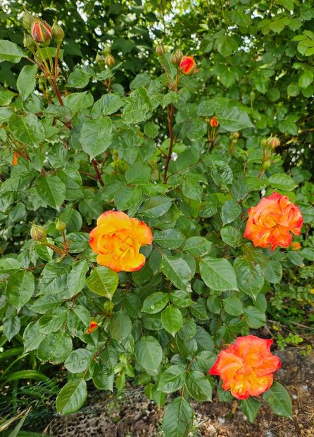  - Trandafiri 2023 3 2024