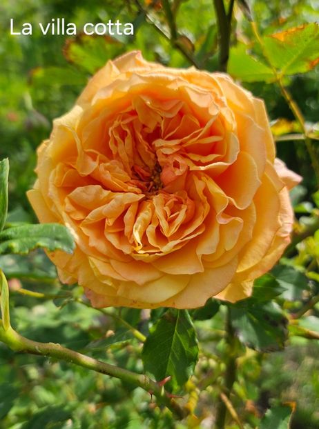  - Trandafiri 2023 3 2024