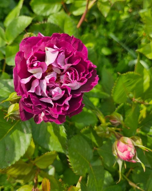  - Trandafiri 2023 3 2024