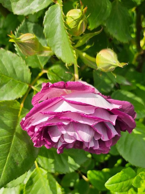  - Trandafiri 2023 3 2024