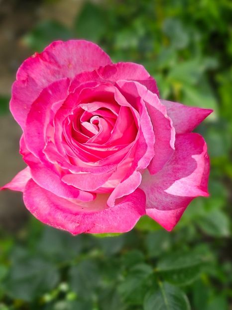  - Trandafiri 2023 3 2024