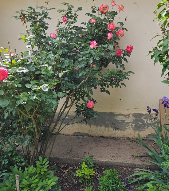  - Trandafiri 2023 3 2024