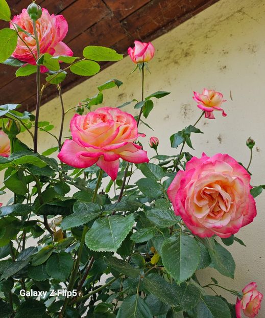  - Trandafiri 2023 3 2024