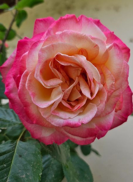  - Trandafiri 2023 3 2024