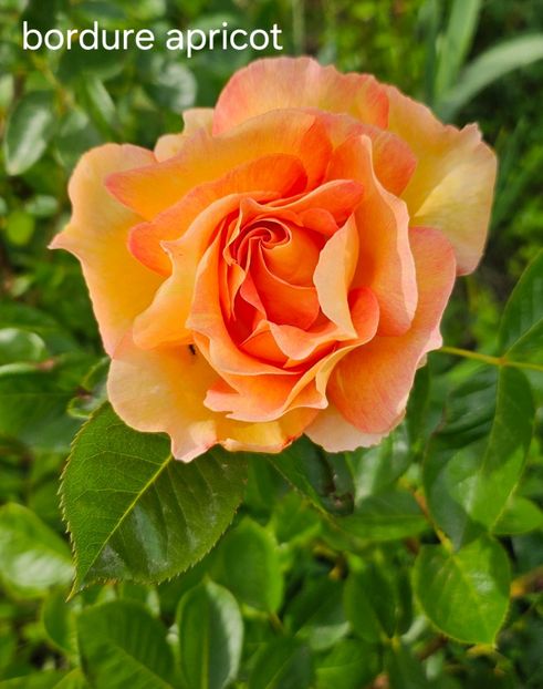  - Trandafiri 2023 3 2024