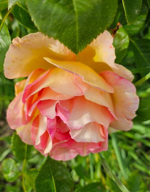  - Trandafiri 2023 3 2024