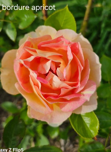  - Trandafiri 2023 3 2024