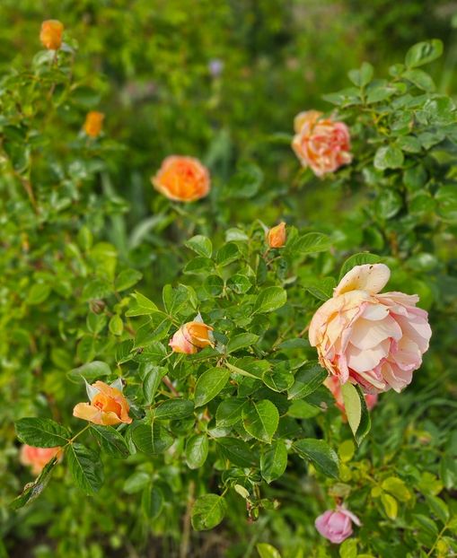  - Trandafiri 2023 3 2024