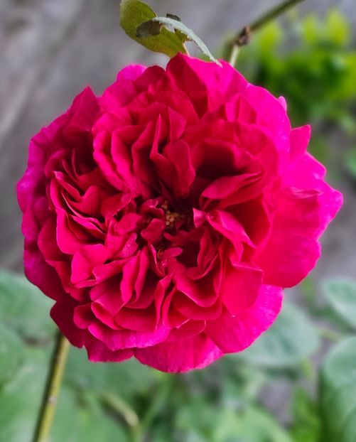  - Trandafiri 2023 3 2024