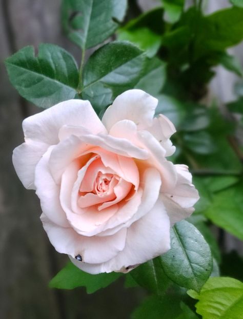  - Trandafiri 2023 3 2024