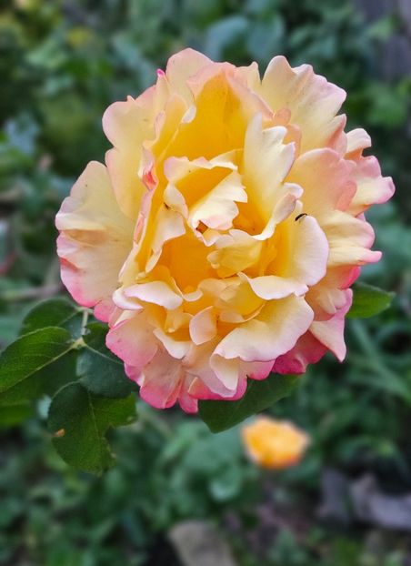  - Trandafiri 2023 3 2024