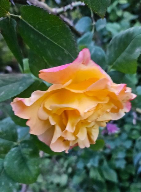  - Trandafiri 2023 3 2024