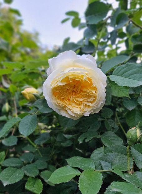  - Trandafiri 2023 3 2024