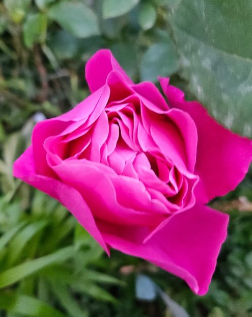  - Trandafiri 2023 3 2024