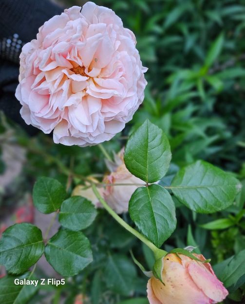  - Trandafiri 2023 3 2024