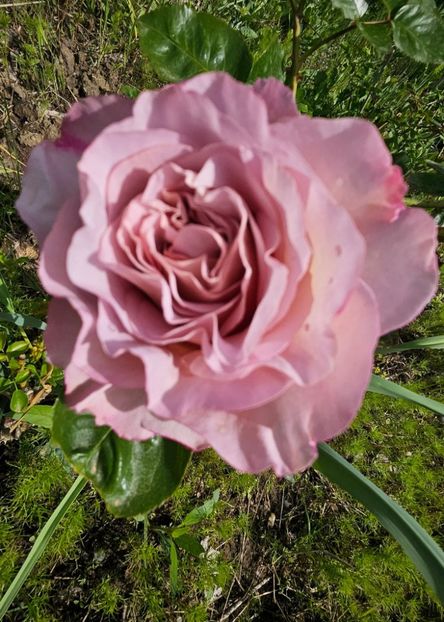  - Trandafiri 2023 3 2024