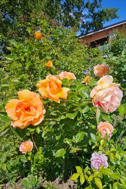  - Trandafiri 2023 3 2024