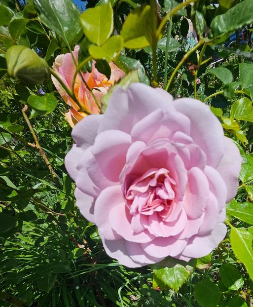  - Trandafiri 2023 3 2024