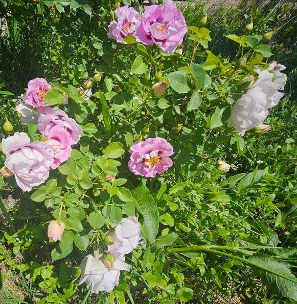  - Trandafiri 2023 3 2024