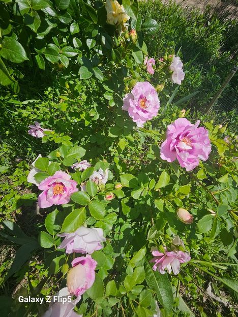  - Trandafiri 2023 3 2024