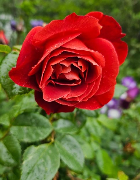  - Trandafiri 2023 3 2024