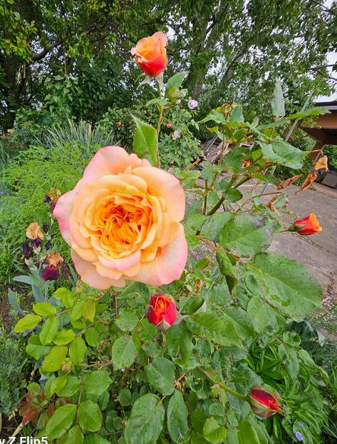  - Trandafiri 2023 3 2024