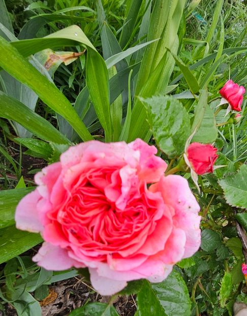  - Trandafiri 2023 3 2024