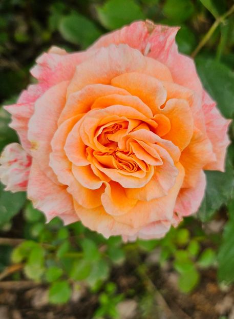  - Trandafiri 2023 3 2024