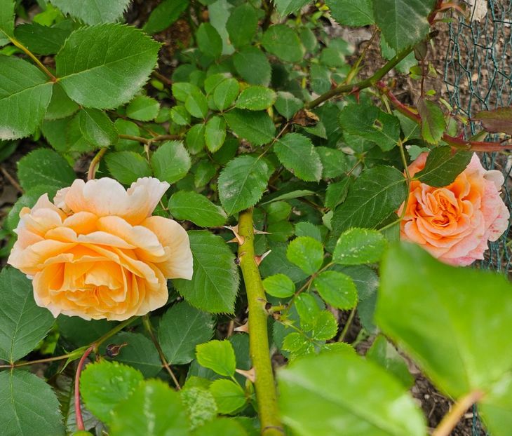  - Trandafiri 2023 3 2024