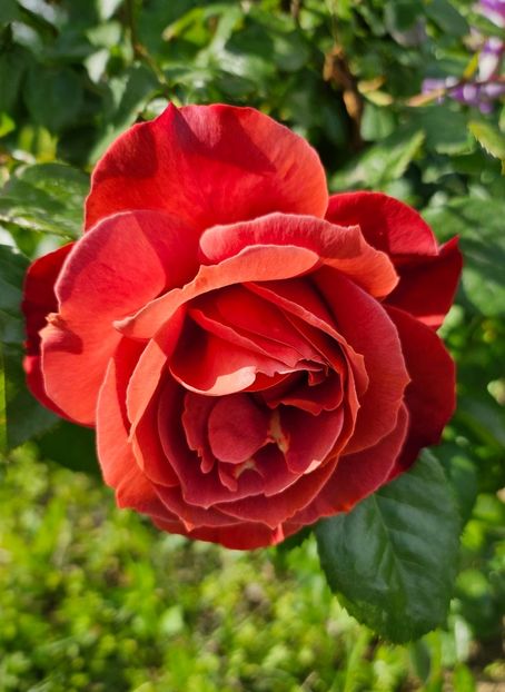  - Trandafiri 2023 3 2024