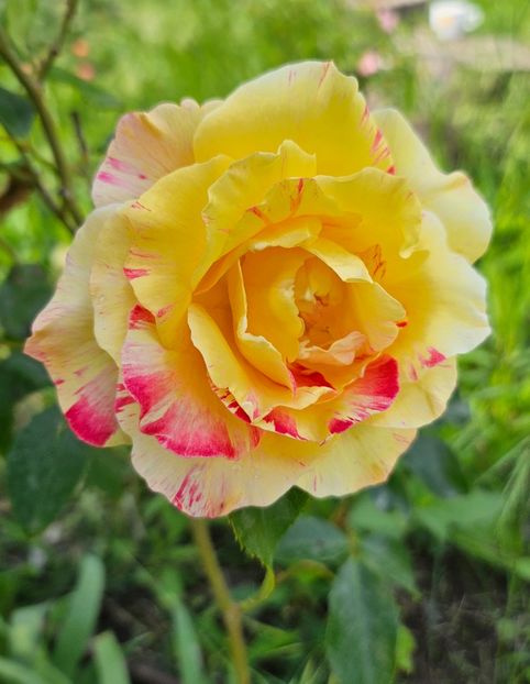  - Trandafiri 2023 3 2024