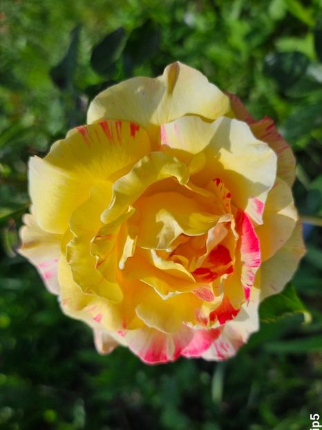  - Trandafiri 2023 3 2024