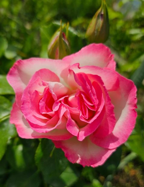  - Trandafiri 2023 3 2024