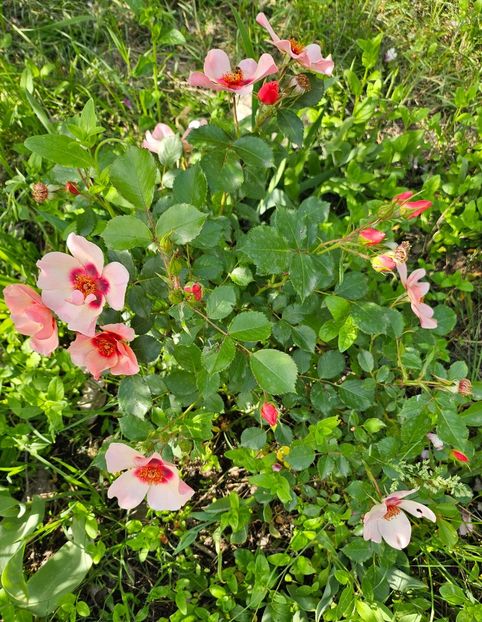  - Trandafiri 2023 3 2024