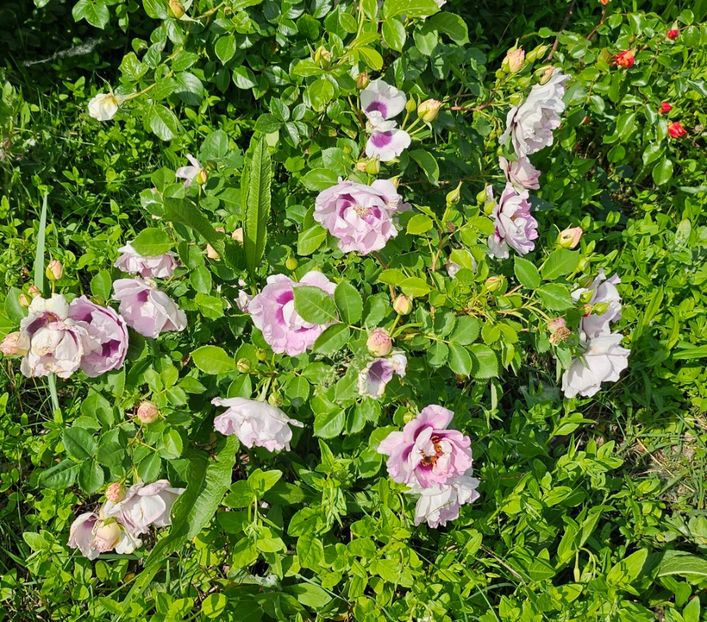  - Trandafiri 2023 3 2024