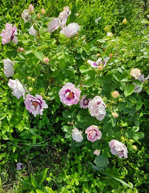  - Trandafiri 2023 3 2024