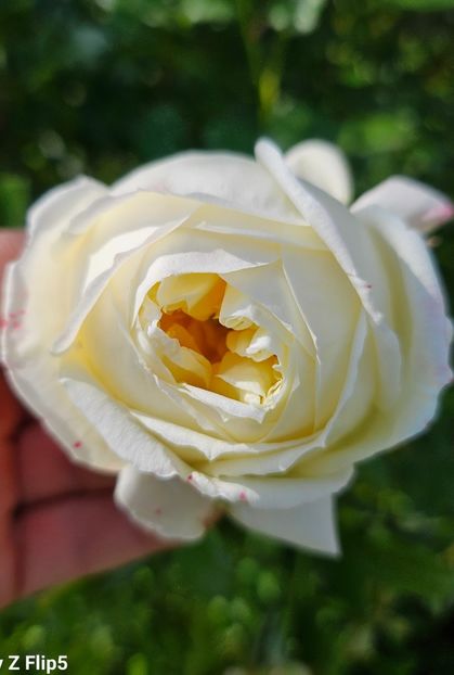  - Trandafiri 2023 3 2024