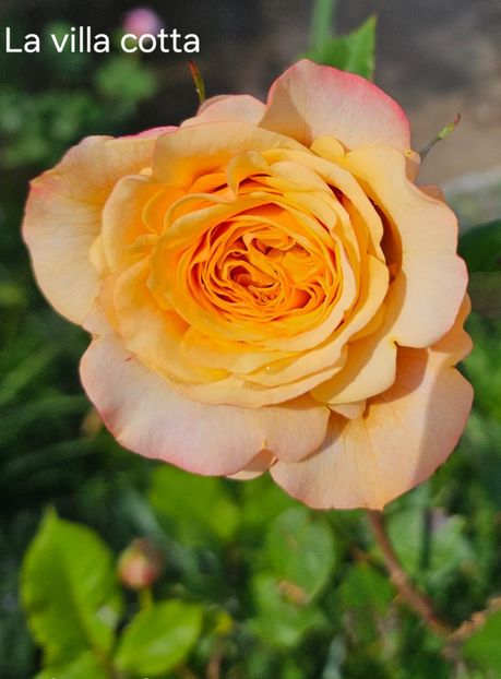  - Trandafiri 2023 3 2024