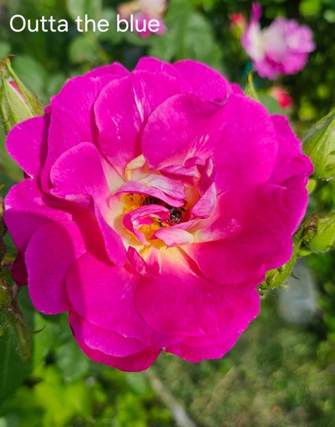  - Trandafiri 2023 3 2024