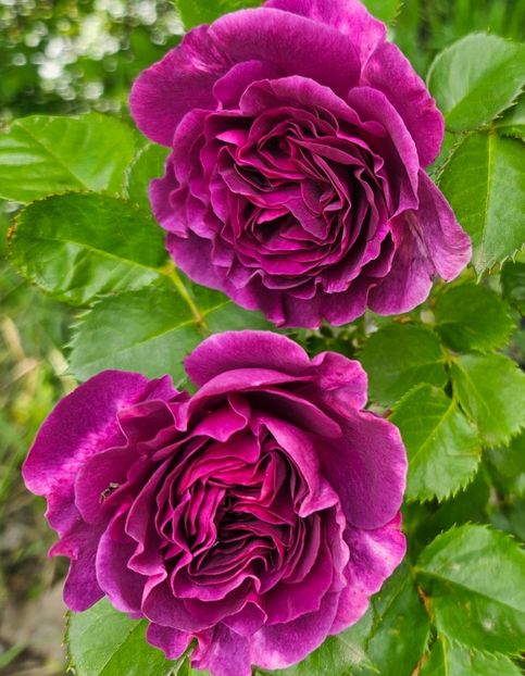  - Trandafiri 2023 3 2024