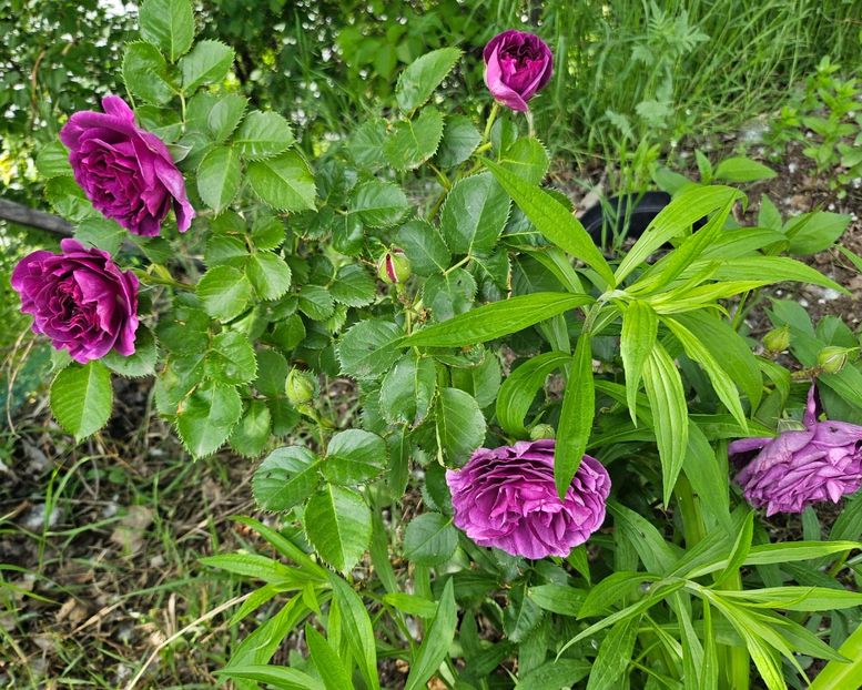  - Trandafiri 2023 3 2024