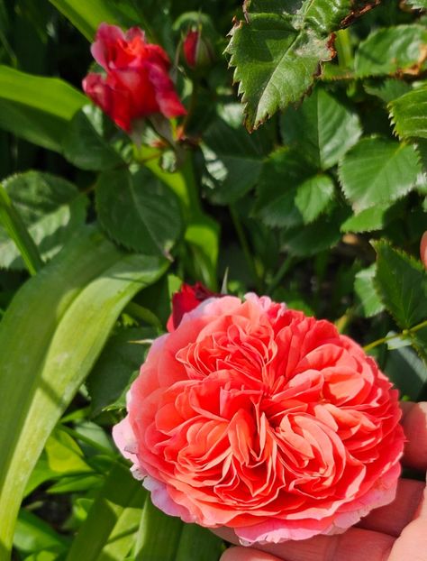  - Trandafiri 2023 3 2024