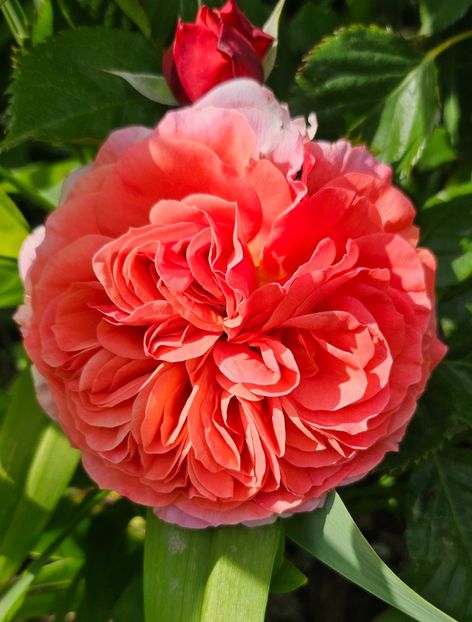  - Trandafiri 2023 3 2024