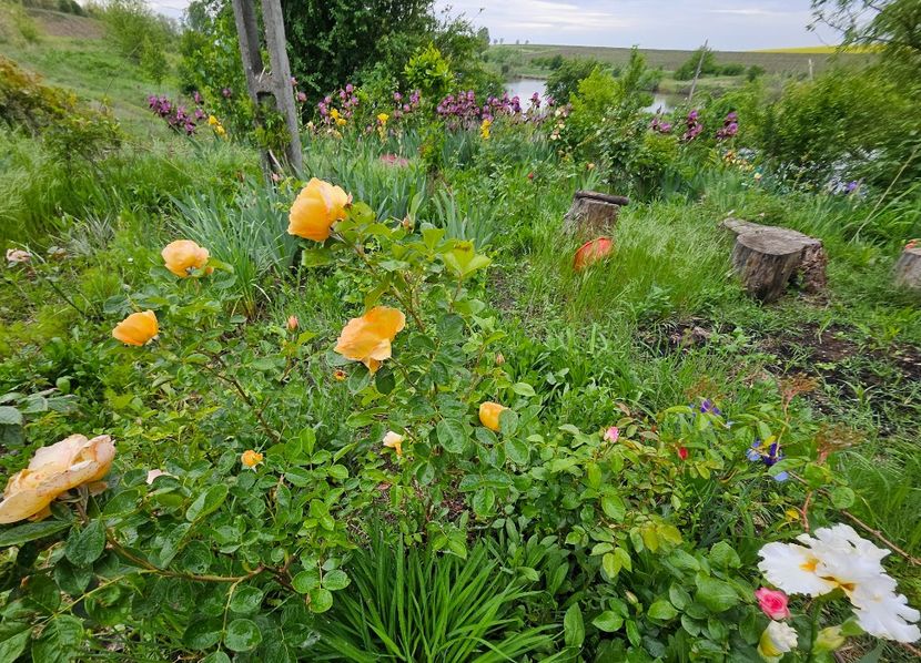  - Trandafiri 2023 3 2024