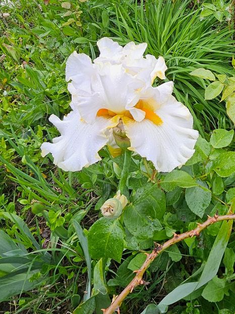 Solenza sweets - Iriși 2019 2024