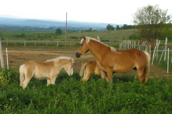 H-Maki-P5030097 - My horses - Haflingers